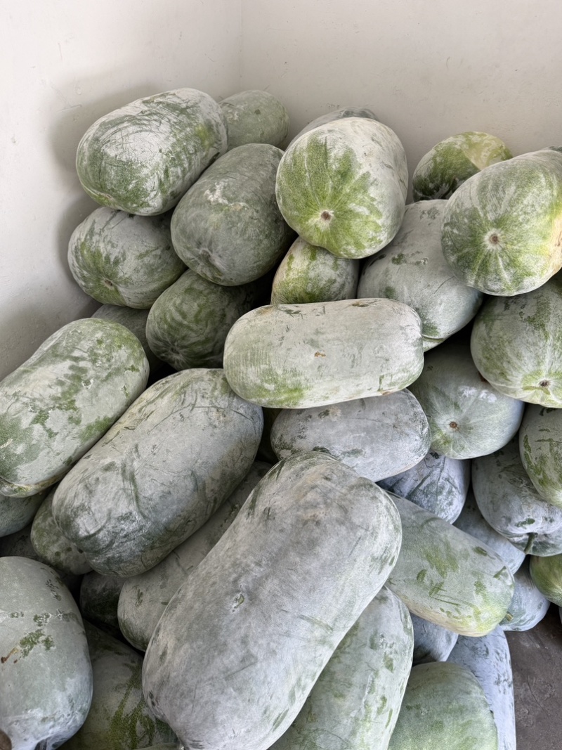 精品白皮冬瓜20-30斤田地里新鲜采摘可视频看货