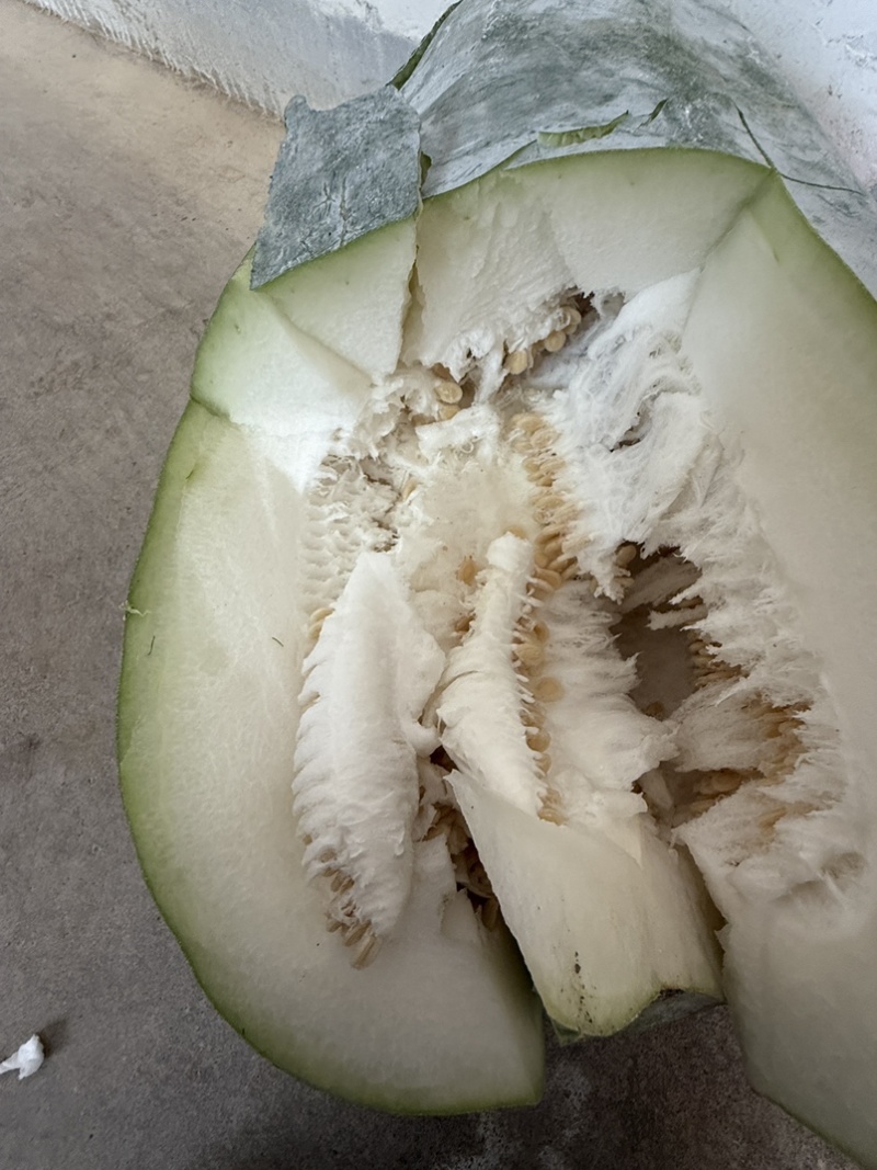 精品白皮冬瓜20-30斤田地里新鲜采摘可视频看货