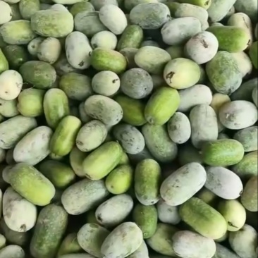 河南通许水果冬瓜大量上市人工分拣2-4斤