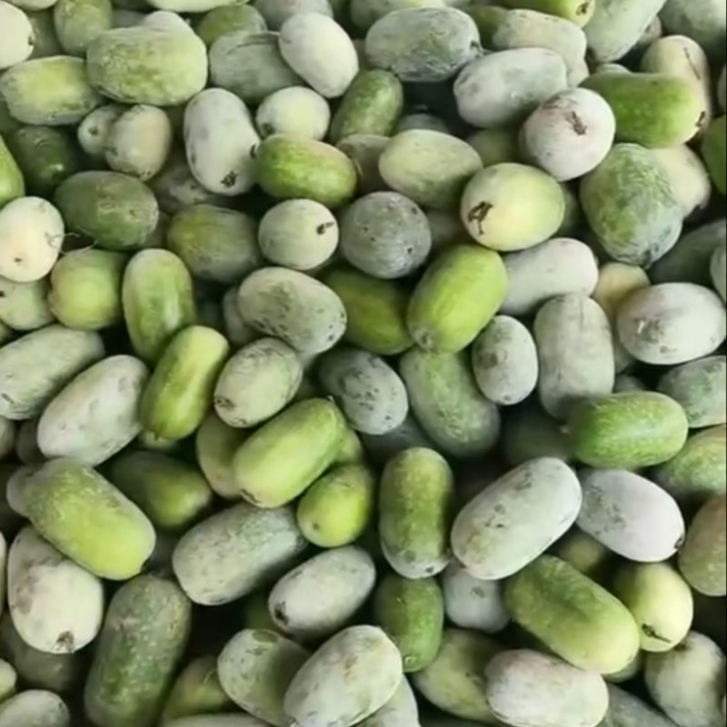河南通许水果冬瓜大量上市人工分拣2-4斤
