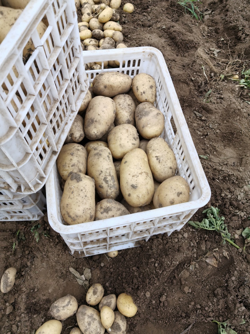河北黄心土豆大量上市，沙地种植，大量供应市场，商超，电商
