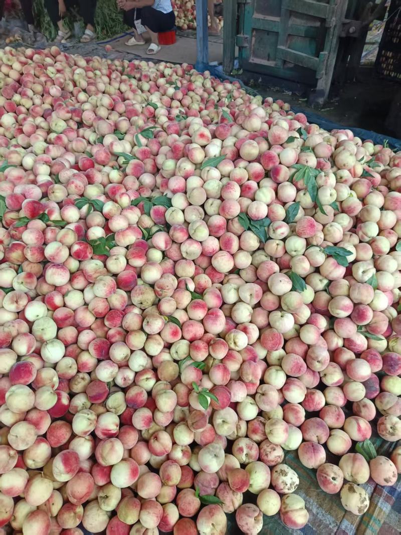 红不软桃大量有货量大从优保质保量规格齐全欢迎来电