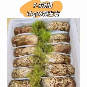 新鲜松茸2025香格里拉新鲜松茸上市中