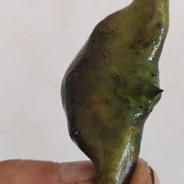 新鲜菱角
