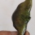 新鲜菱角