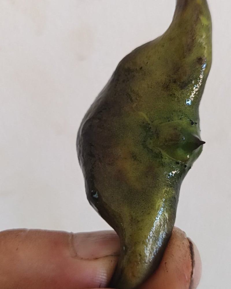 新鲜菱角