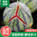 《麒麟西瓜》无籽美都/8424/大棚种植/质量三包代发