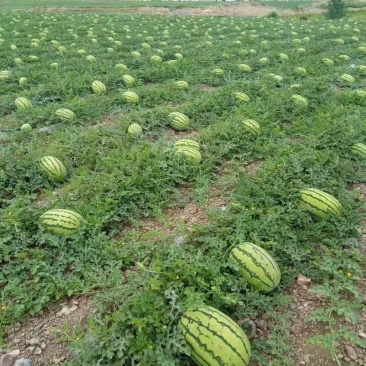 宁夏西瓜硒砂瓜代办包熟包甜耐运输量大从优