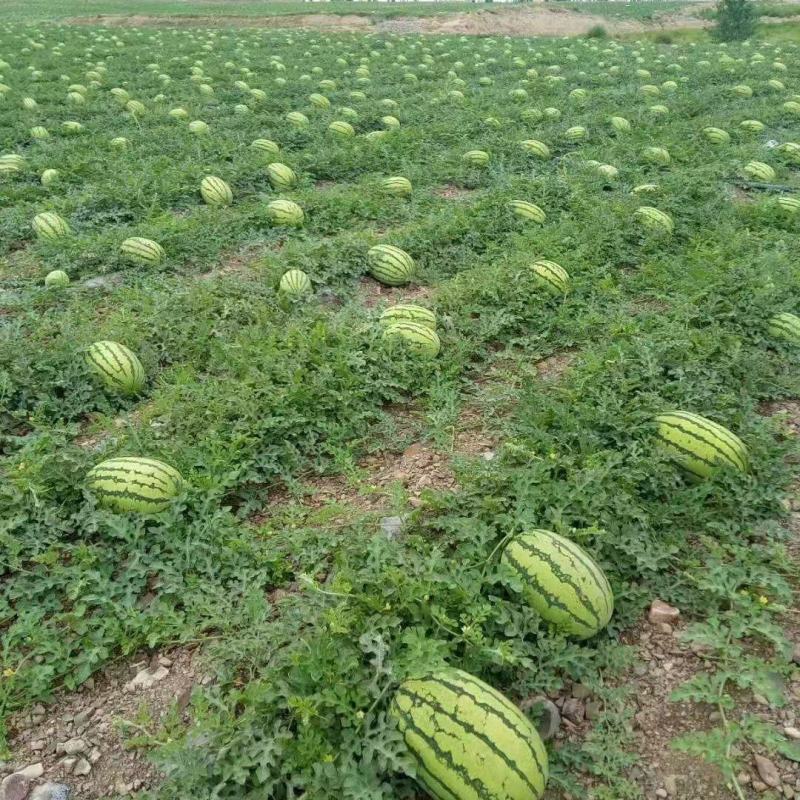 宁夏西瓜硒砂瓜代办包熟包甜耐运输量大从优