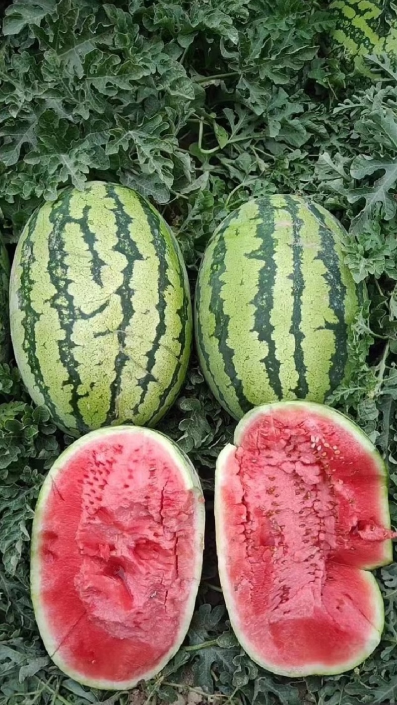 宁夏西瓜硒砂瓜代办包熟包甜耐运输量大从优