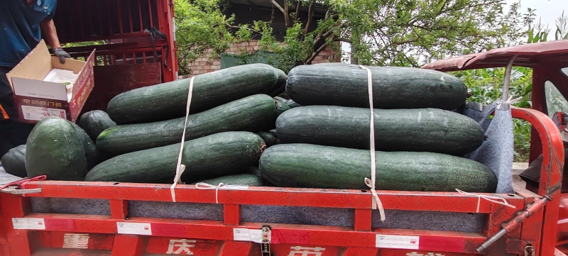四川峨眉山精品，青皮冬瓜，30斤起步，条条精品一手货源