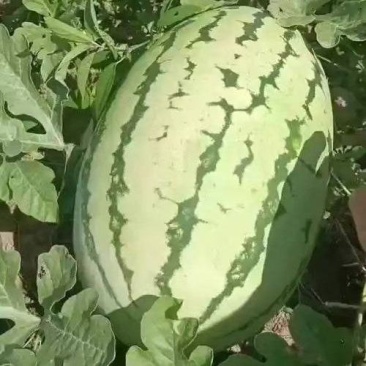 石头瓜宁夏产区大量供应需要的联系。价格便宜支持发货全国。