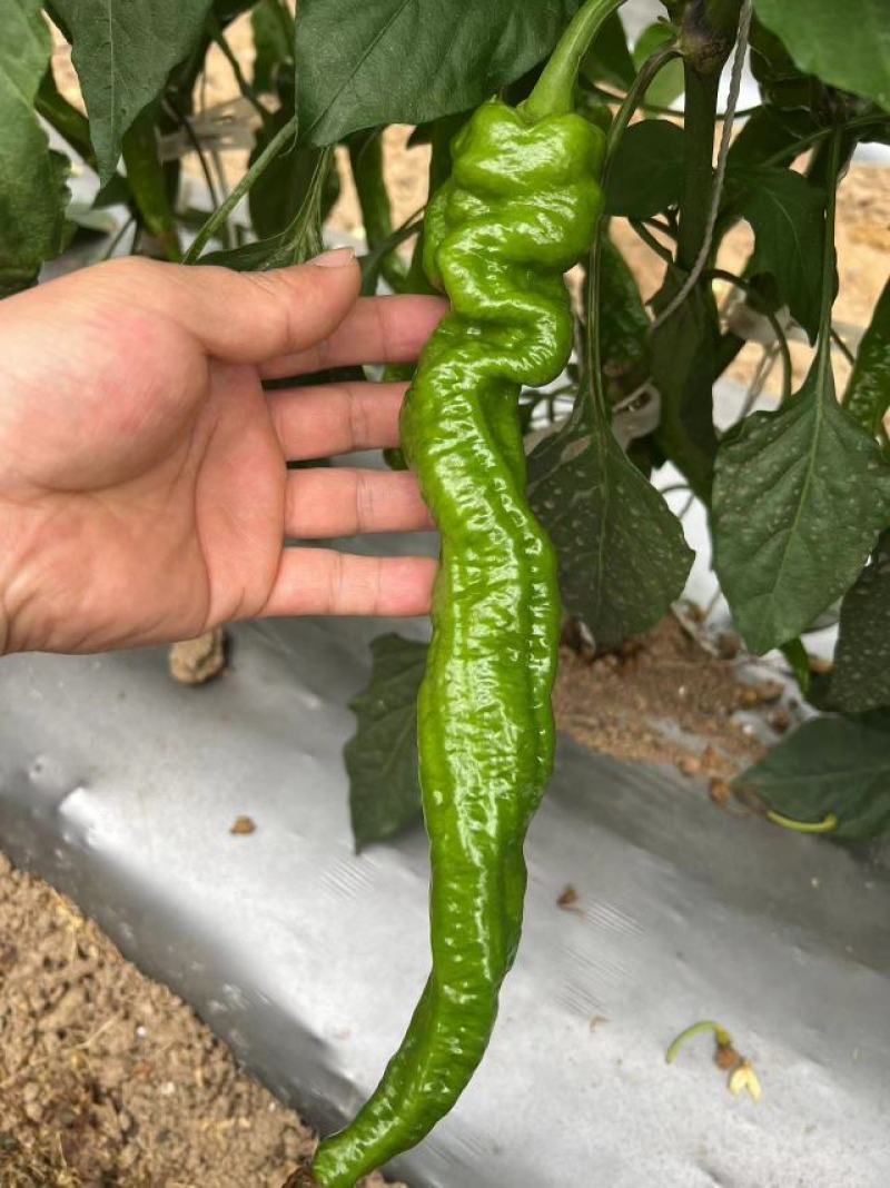 螺丝椒鲜辣椒产地一手货源货量充足量大质优