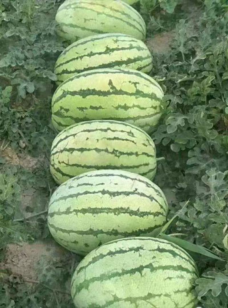石头瓜宁夏产区大量供应需要的联系。价格便宜支持发货全国。