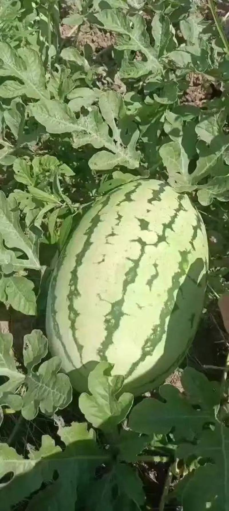 石头瓜宁夏产区大量供应需要的联系。价格便宜支持发货全国。