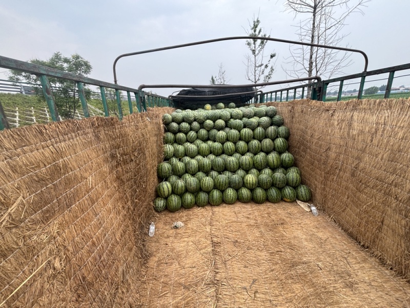大京欣西瓜马上开园瓜皮好看甜度12个有需要的老板联系