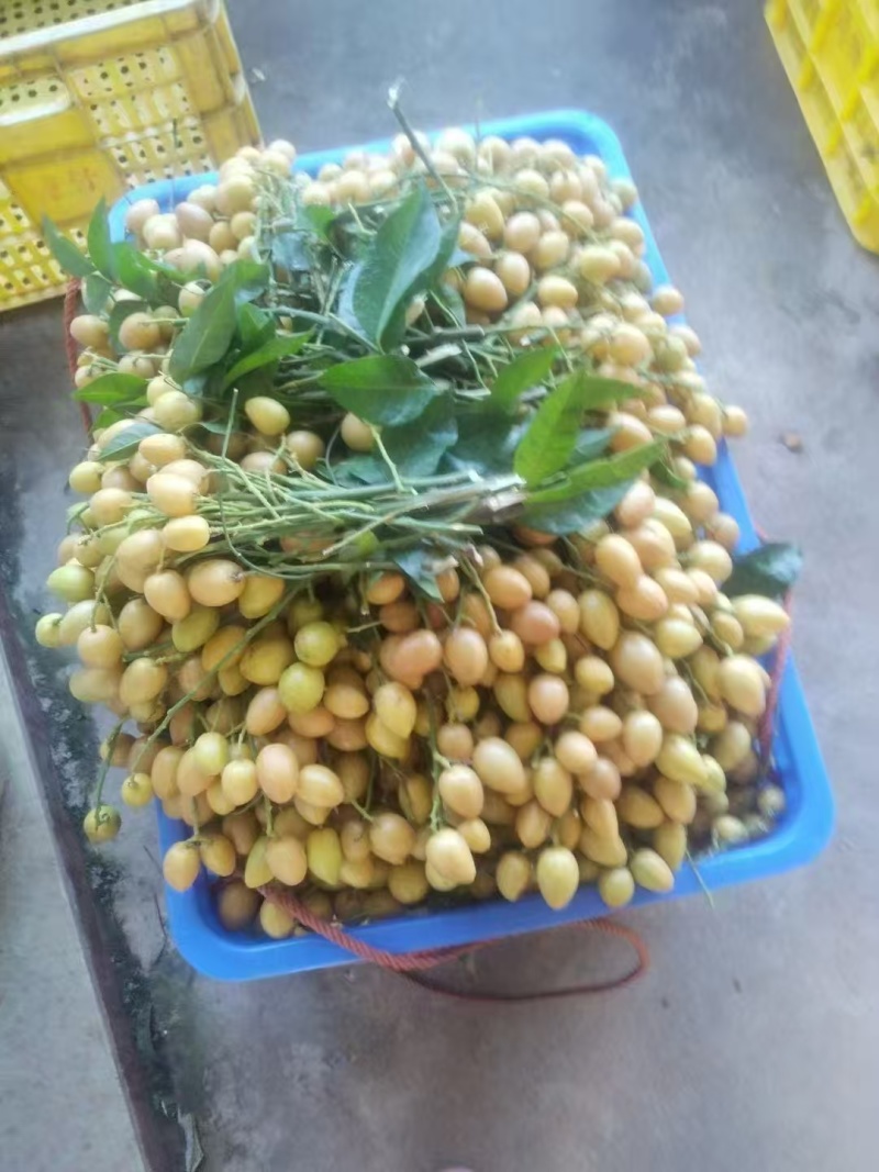 奶茶鸡心黄皮果供应广州深圳东莞佛山惠州珠海中山汕头等