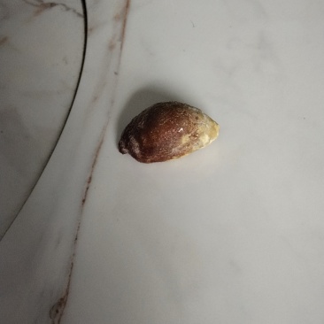 鸡宝岀售