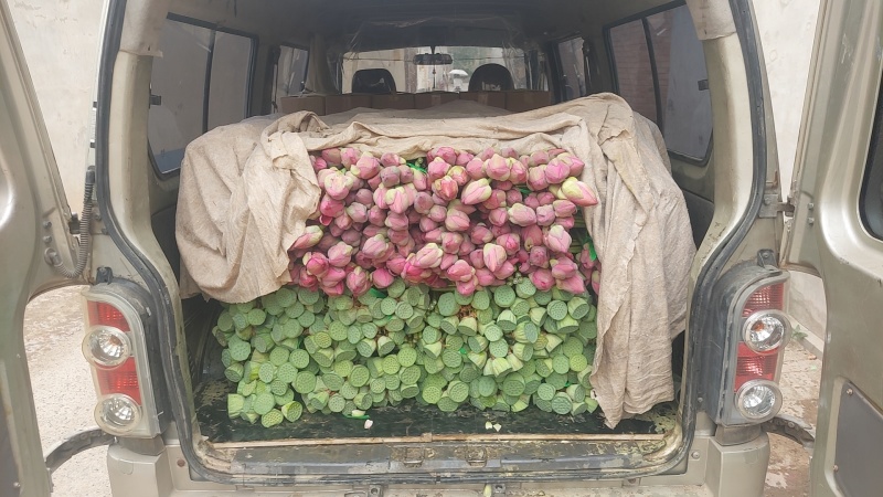 荷花