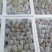 全年无花果，威海，云南，版纳，四川，基地直发，坏果包陪