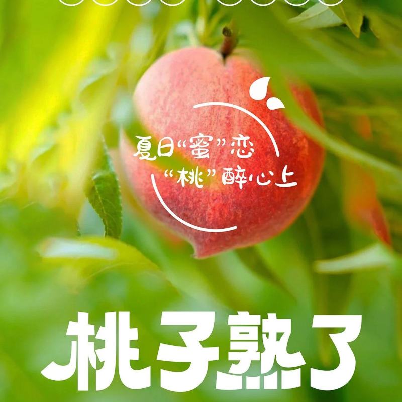 蔬品荟-水密桃