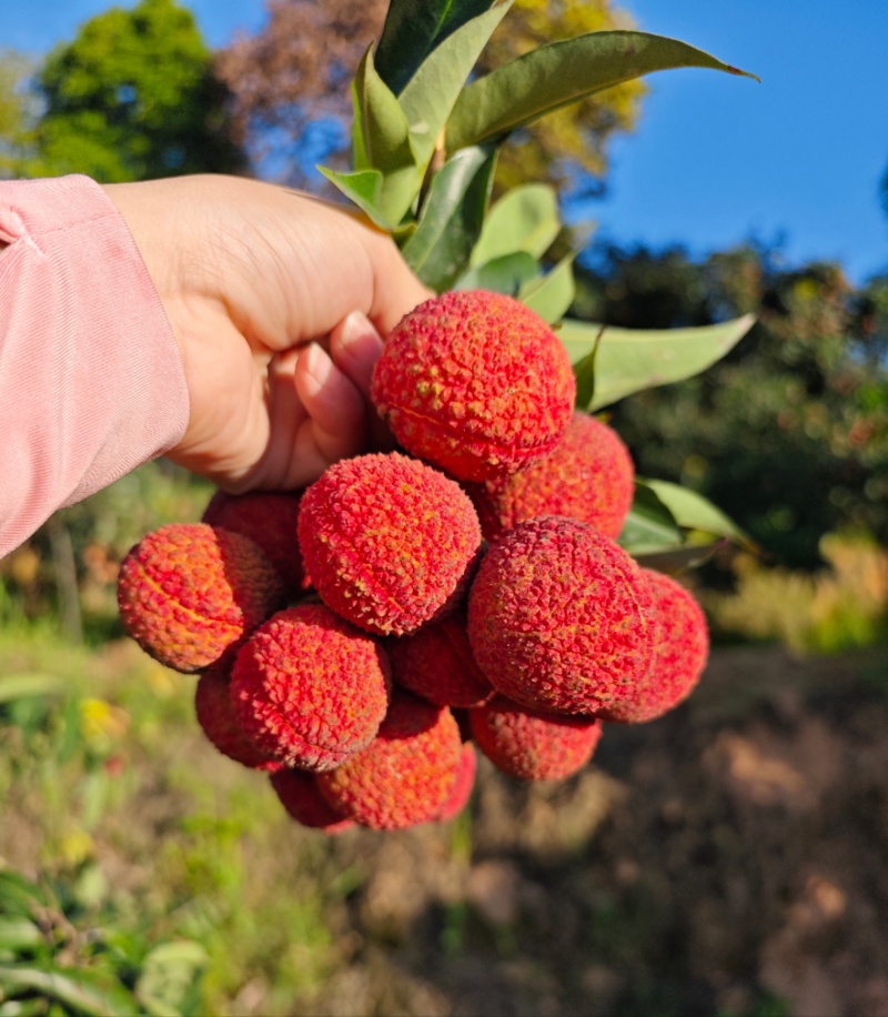 漳州南靖无核荔枝