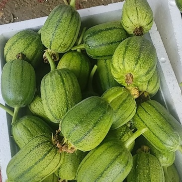 新鲜苹果丝瓜