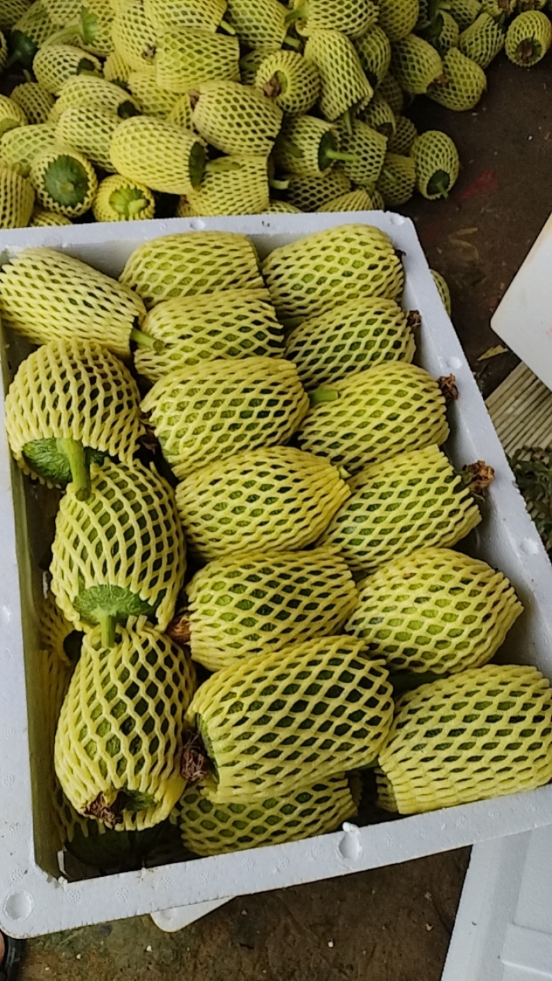 新鲜苹果丝瓜