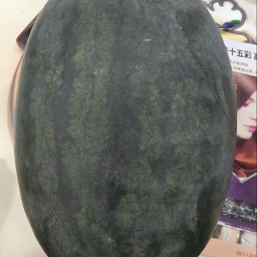 黑美人西瓜大量上市欢迎各位老板来电选购诚信经营