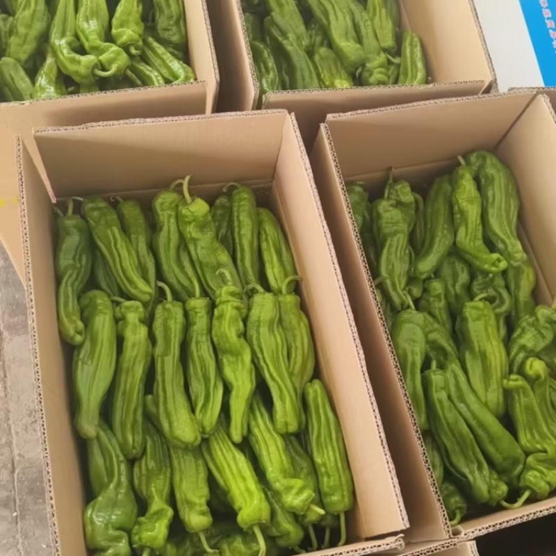定边县牛角椒陕西牛角椒产地直发支持视频和实地看货