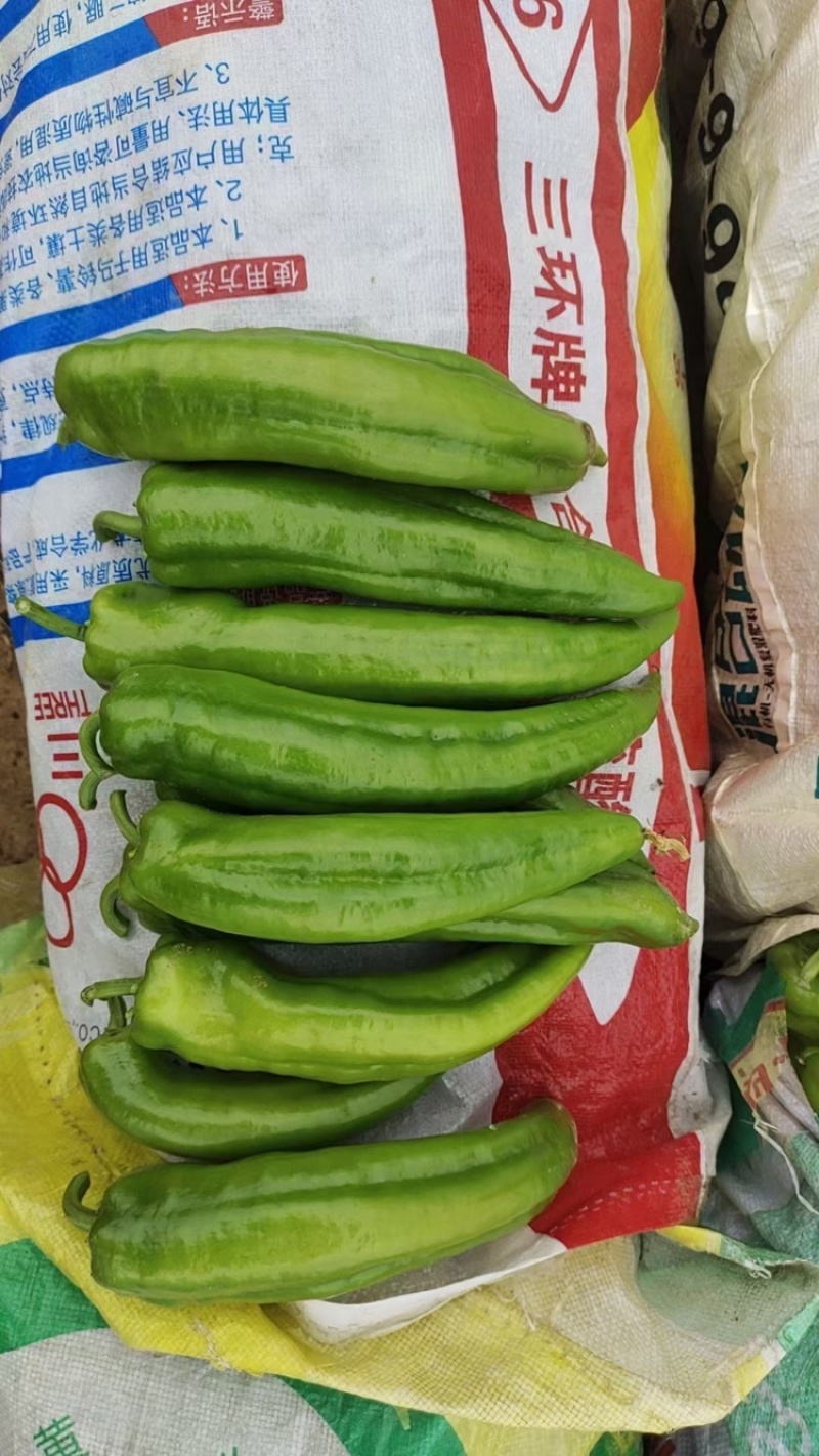 定边县牛角椒陕西牛角椒产地直发支持视频和实地看货