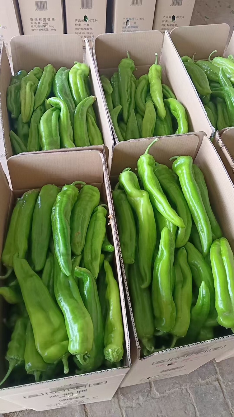 定边县牛角椒陕西牛角椒产地直发支持视频和实地看货