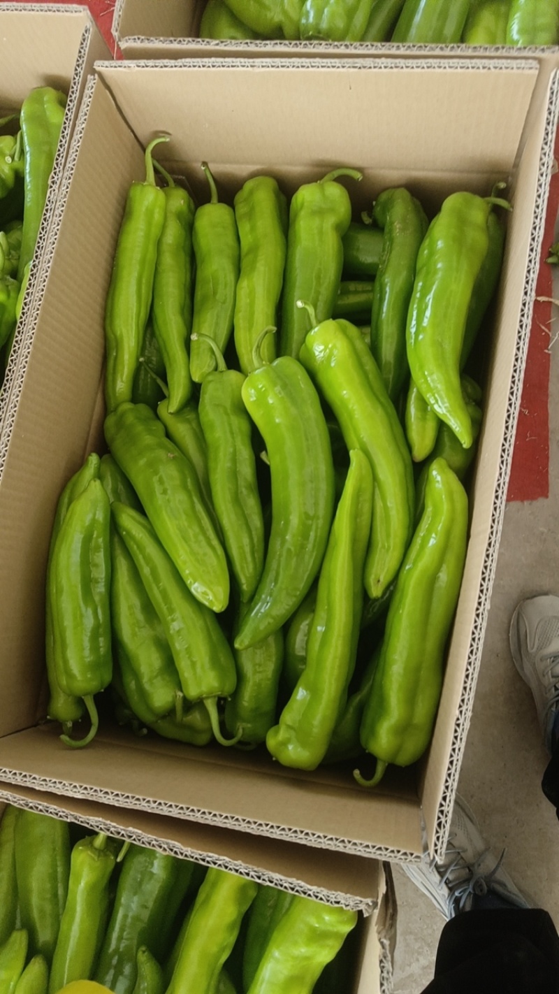 牛角椒陕西牛角椒基地直供量大从优品质保证欢迎咨询