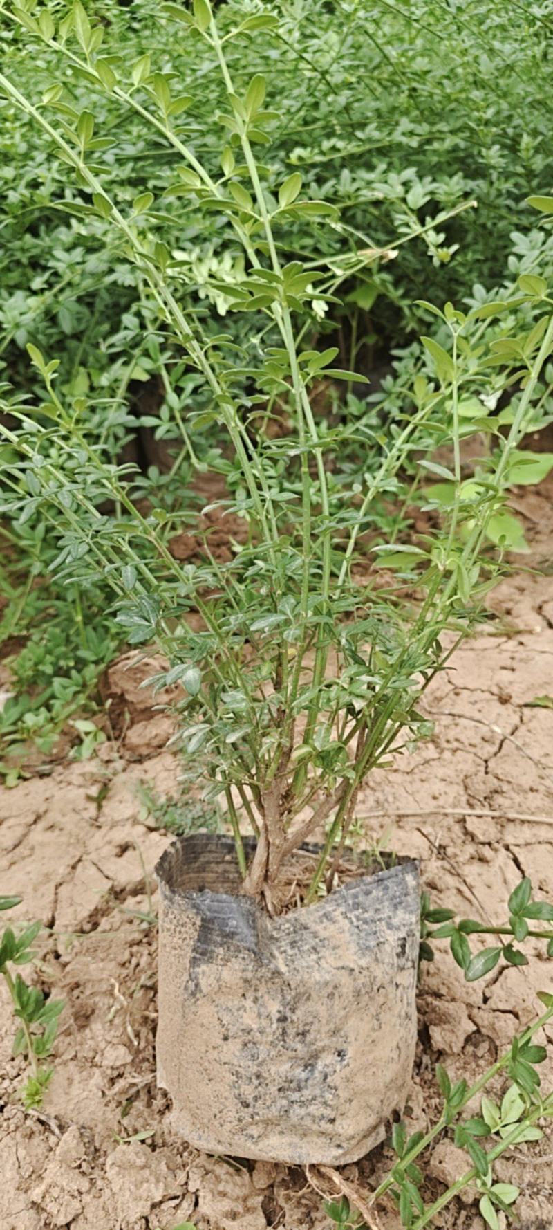 营养杯迎春花高70厘~100厘杯子12/13厘米