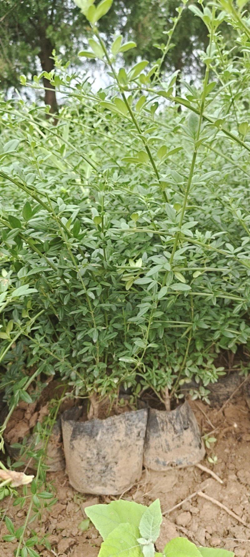 营养杯迎春花高70厘~100厘杯子12/13厘米
