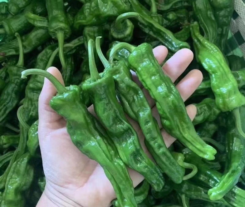 陕西皱皮椒榆林小皱皮椒现摘现发供应市场电商商超
