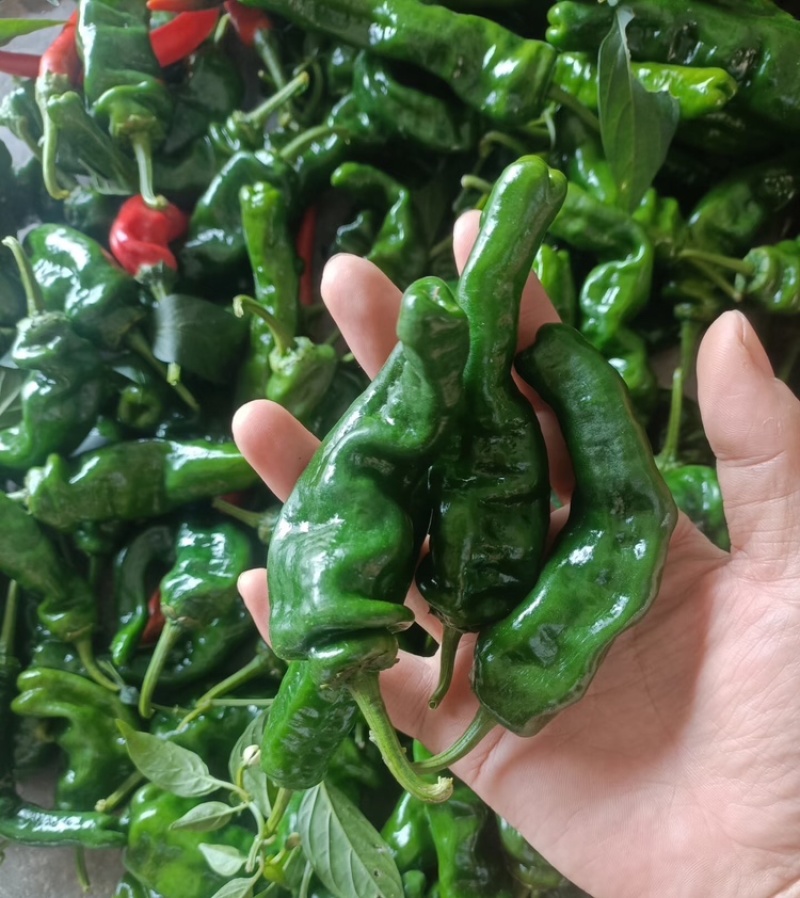 陕西皱皮椒榆林小皱皮椒现摘现发供应市场电商商超