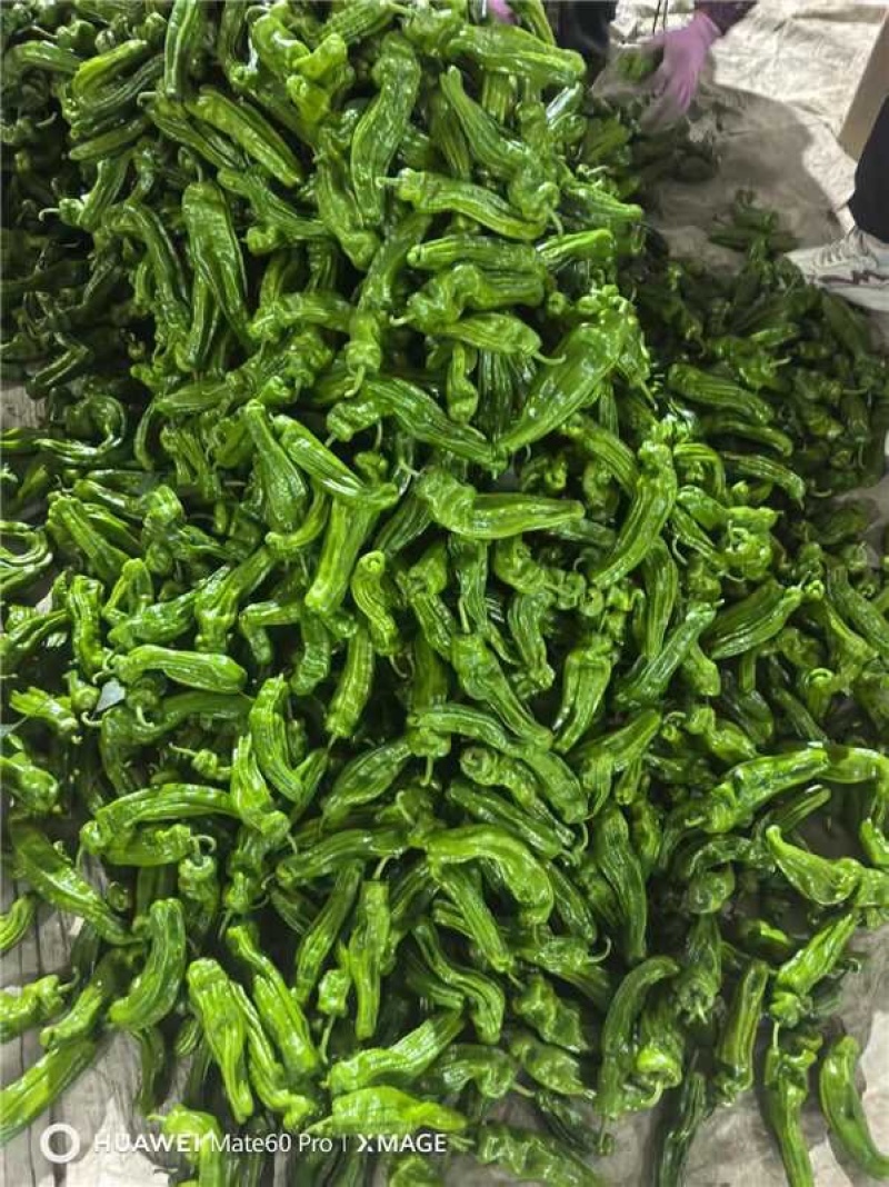 陕西皱皮椒榆林小皱皮椒现摘现发供应市场电商商超