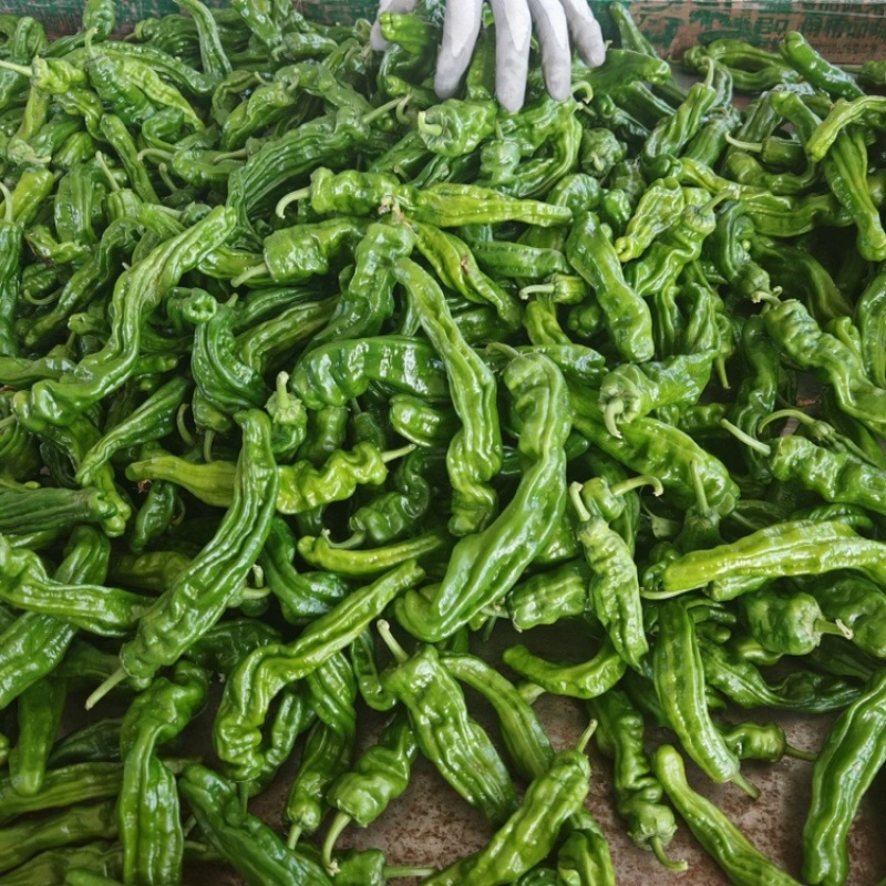 陕西皱皮椒榆林小皱皮椒现摘现发供应市场电商商超