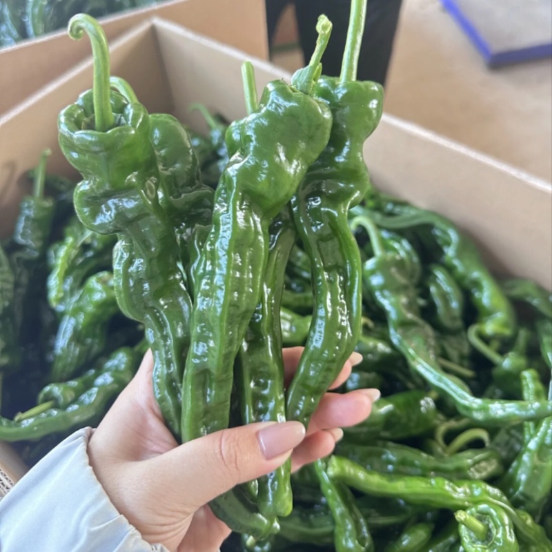皱皮椒陕西小皱皮椒大量上市货源充足对接全国市场