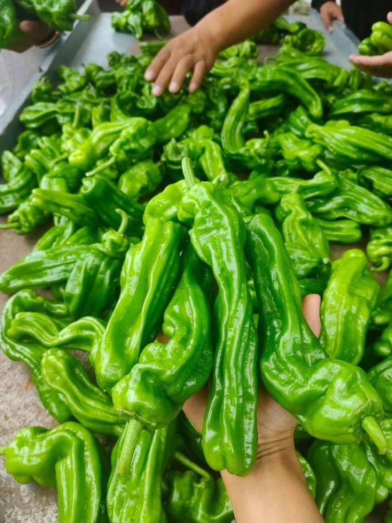 榆林大皱皮椒薄皮椒基地直发提供一条龙服务欢迎咨询