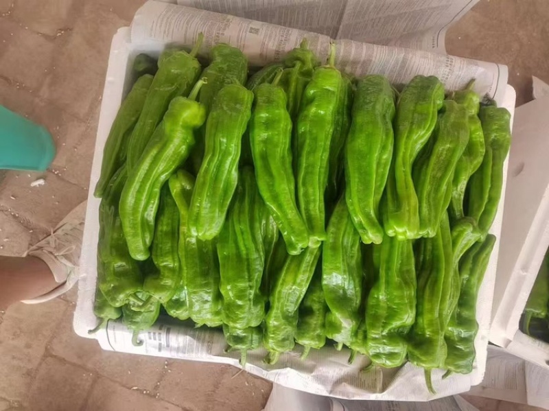 榆林大皱皮椒薄皮椒基地直发提供一条龙服务欢迎咨询