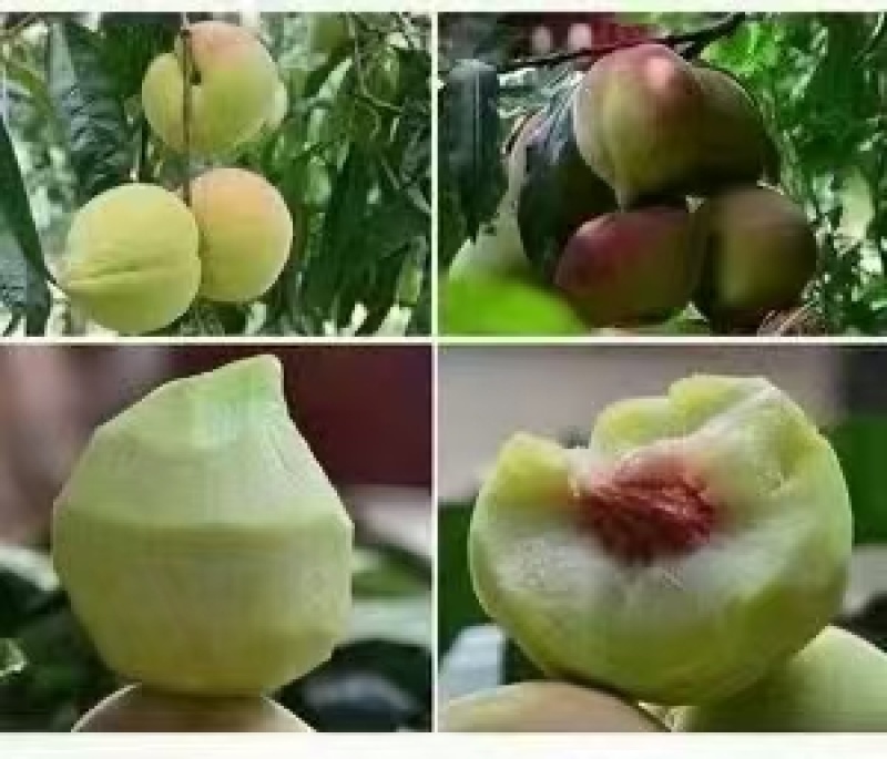 【实力优选】云南鹰嘴桃/蒙自鹰嘴桃/鹰嘴蜜桃/量大价美