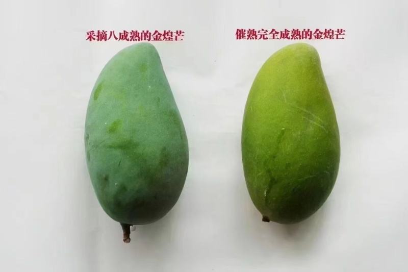 田东芒果