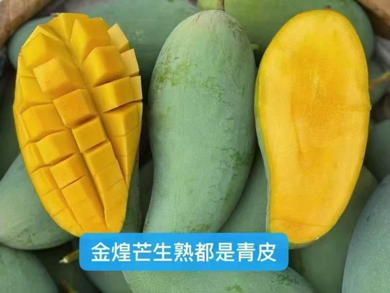 田东芒果