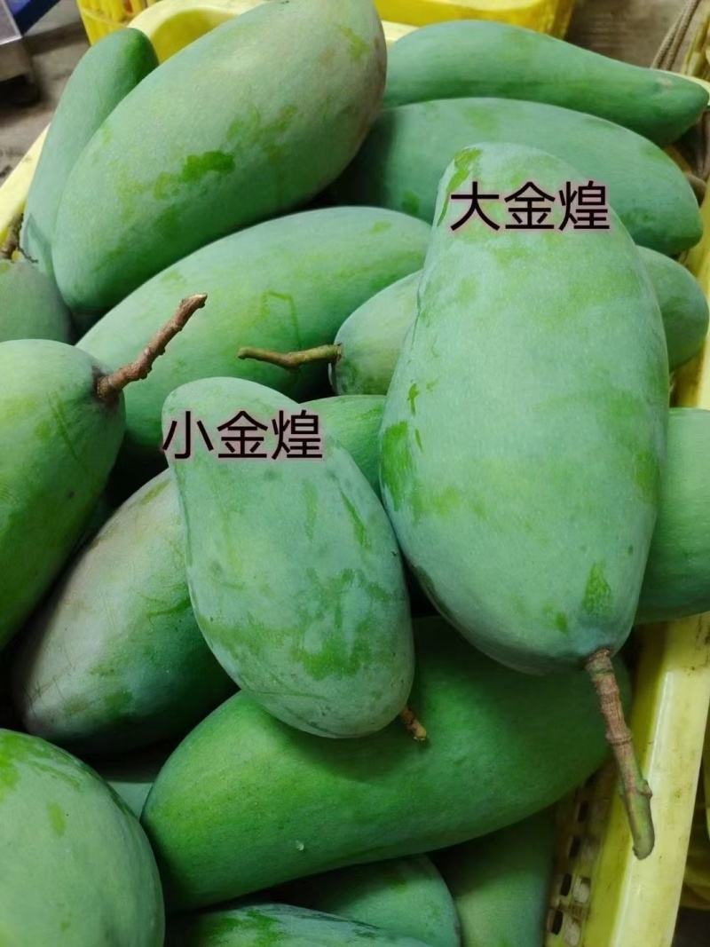 田东芒果