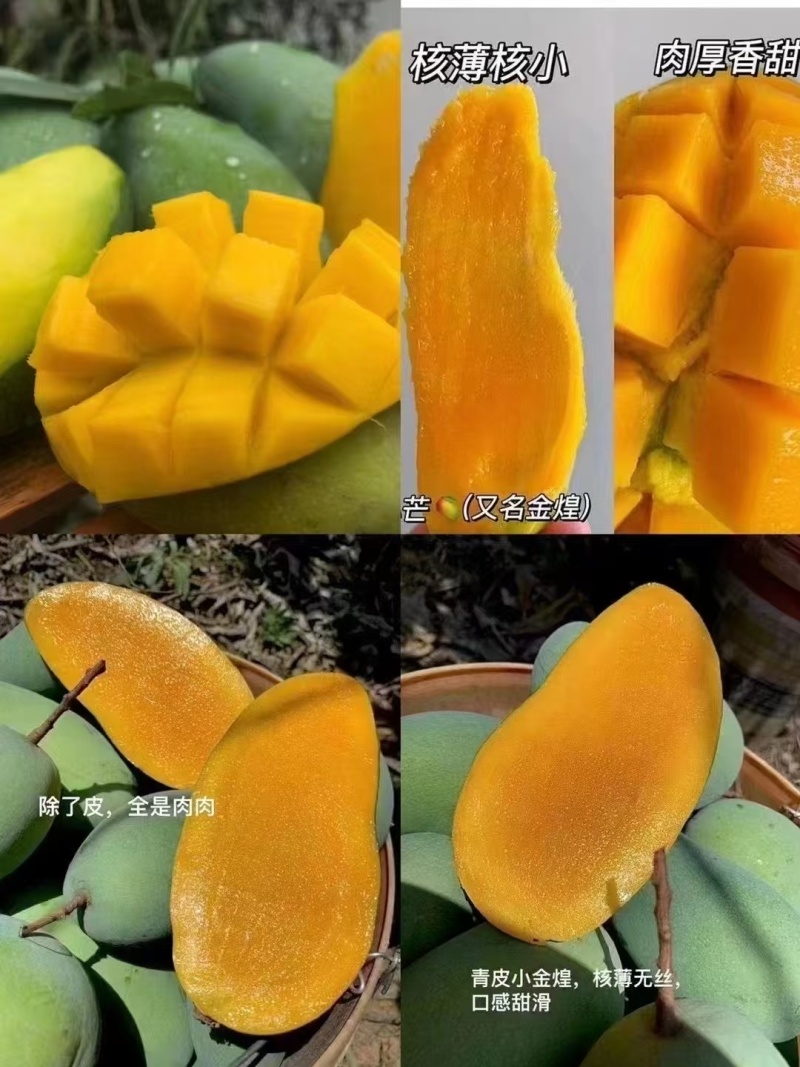 田东芒果