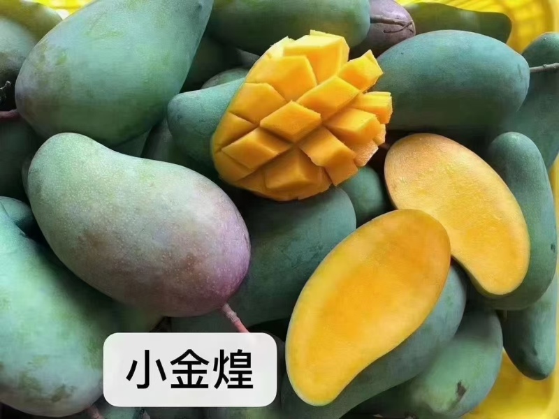 田东芒果