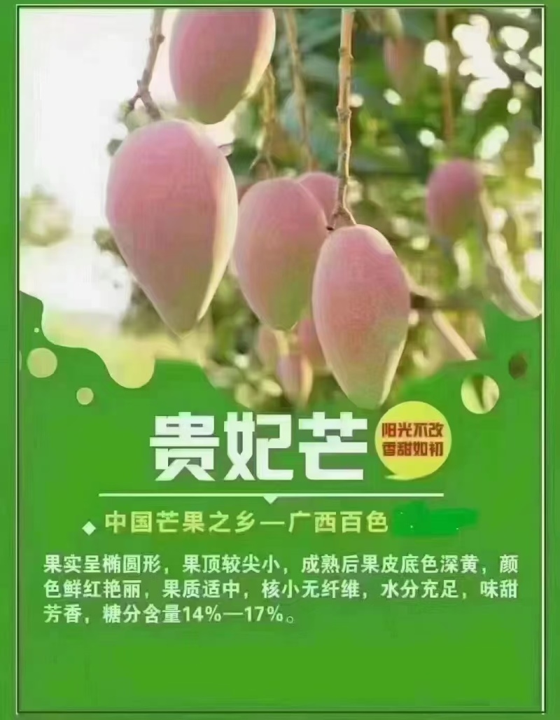 田东芒果