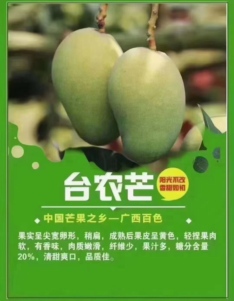 田东芒果